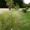 Stipa capillata